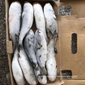 Whole round frozen fish grey mullet fish for sale